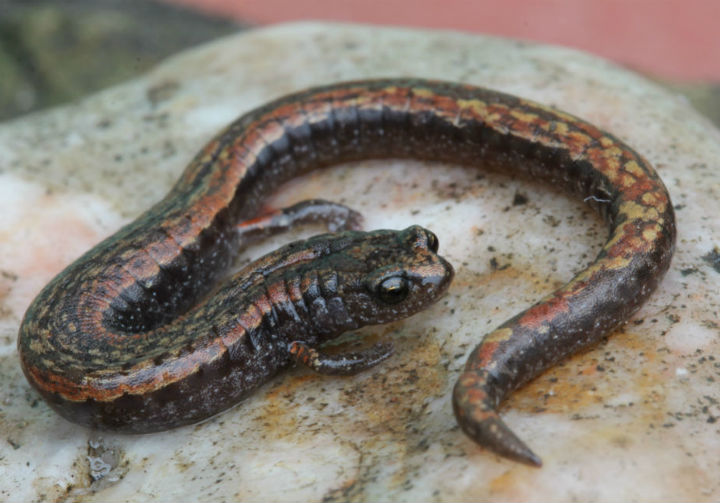 California Slender Salamander